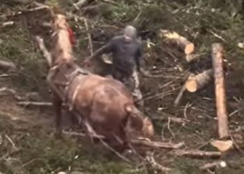 Закарпатця, що жорстоко знущався над конем у Буковелі, суд “покарав” штрафом в 3400 грн (ВІДЕО)