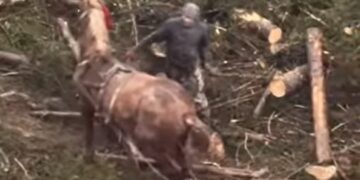 Закарпатця, що жорстоко знущався над конем у Буковелі, суд “покарав” штрафом в 3400 грн (ВІДЕО)