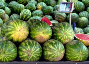 Закарпаття смакує літо: на ринки надійшли перші кавуни 2025 року –