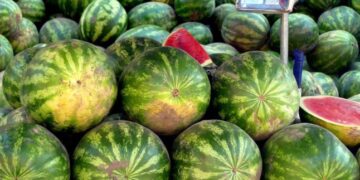 Закарпаття смакує літо: на ринки надійшли перші кавуни 2025 року –