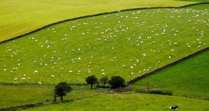 Земельний податок на Закарпатті: надходження за 6 місяців майже на 20% перевищили минулорічні