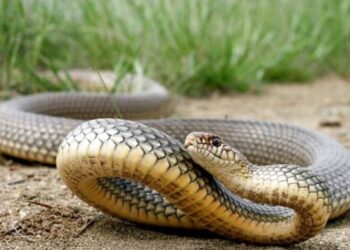 На Львівщині хлопчика з Ужгорода вкусила змія — Закарпаття