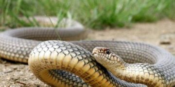 На Львівщині хлопчика з Ужгорода вкусила змія — Закарпаття