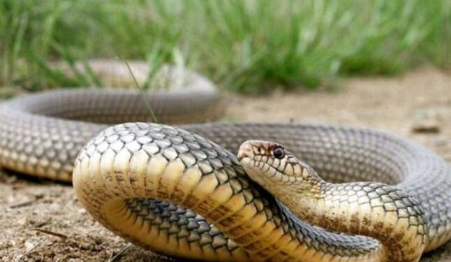 На Львівщині хлопчика з Ужгорода вкусила змія — Закарпаття