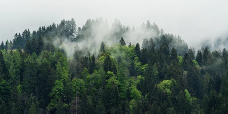 Трагедія в горах: загинув 26-річний чоловік — Закарпаття