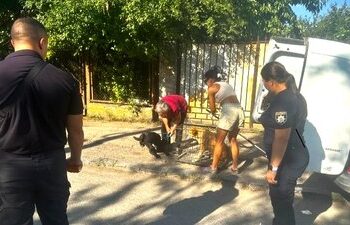 В Ужгороді встановили власницю собак, які нападали на людей. Тварин вилучили — Ужгород