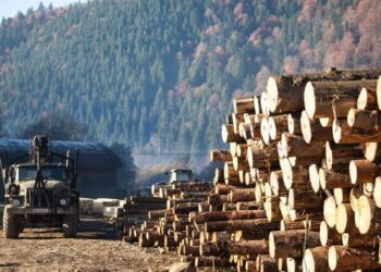 Чому деревообробна галузь Закарпаття занепадає: проблеми та шляхи вирішення –