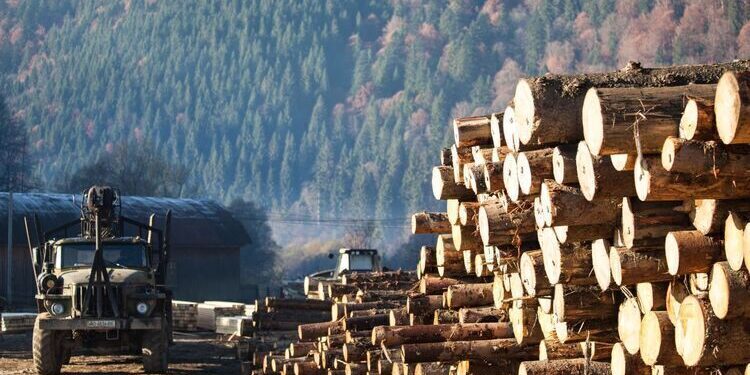 Чому деревообробна галузь Закарпаття занепадає: проблеми та шляхи вирішення –