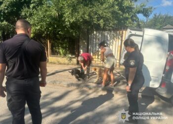 В Ужгороді вилучили кількох агресивних собак, які нападали на людей — Закарпаття