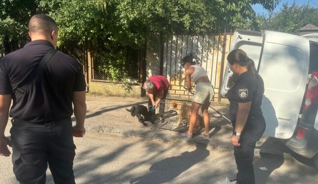 В Ужгороді вилучили кількох агресивних собак, які нападали на людей — Закарпаття