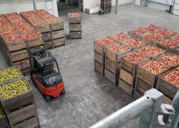 Кількість плодів та місце їх збору у кожному контейнері фіксує комп’ютер – Техніка