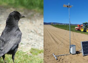 У Швейцарії тестують ШІ-систему відлякування ворон  – Техніка
