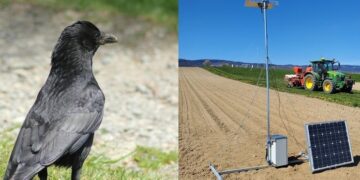 У Швейцарії тестують ШІ-систему відлякування ворон  – Техніка