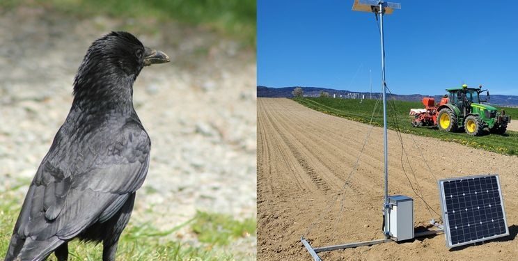 У Швейцарії тестують ШІ-систему відлякування ворон  – Техніка