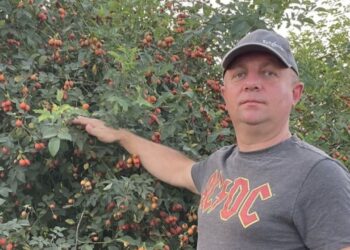 Економікащини: Сад з шипшини на 85 гектарах закладають у Львівській області