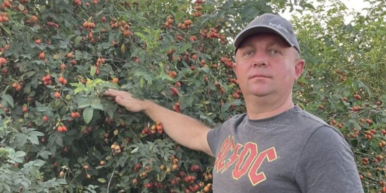 Економікащини: Сад з шипшини на 85 гектарах закладають у Львівській області