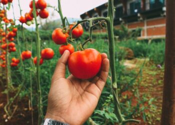 Якісне насіння томатів: купити швидко та вигідно в садовому центрі WestGard