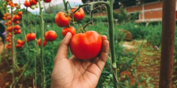 Якісне насіння томатів: купити швидко та вигідно в садовому центрі WestGard