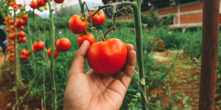 Якісне насіння томатів: купити швидко та вигідно в садовому центрі WestGard