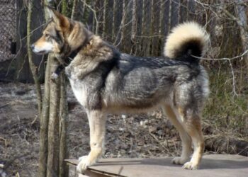 Міжгірець уник покарання за жорстоке поводження з сусідським собакою