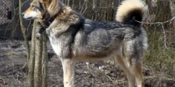 Міжгірець уник покарання за жорстоке поводження з сусідським собакою