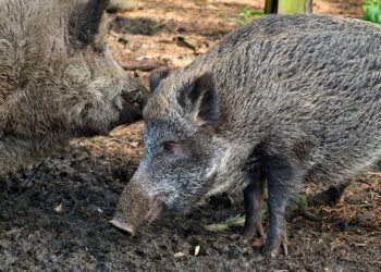 На Берегівщині зафіксували спалах африканської чуми свиней серед диких кабанів (ФОТО)