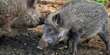 На Берегівщині зафіксували спалах африканської чуми свиней серед диких кабанів (ФОТО)