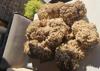 На Перечинщині закарпатці знаходять рідкісні гриби, занесені до Червоної книги України (ФОТО)