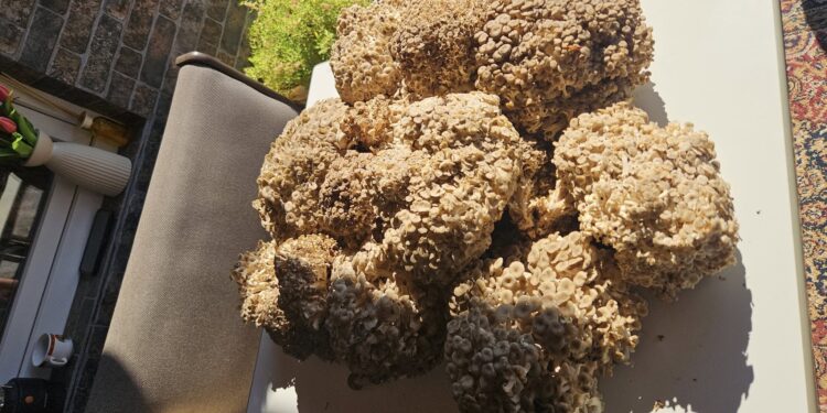 На Перечинщині закарпатці знаходять рідкісні гриби, занесені до Червоної книги України (ФОТО)