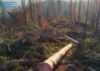 На Рахівщині судитимуть лісничого через масштабну незаконну вирубку лісу