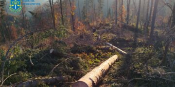 На Рахівщині судитимуть лісничого через масштабну незаконну вирубку лісу