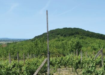 На Закарпатті археологи виявили руїни ще одного середньовічного замку (ФОТО)