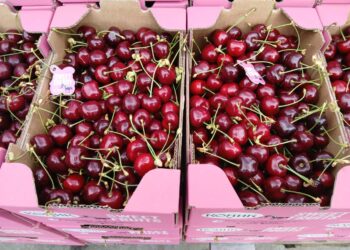 На Закарпатті планують висадити понад 600 гектарів садів за грантові кошти (ФОТО)