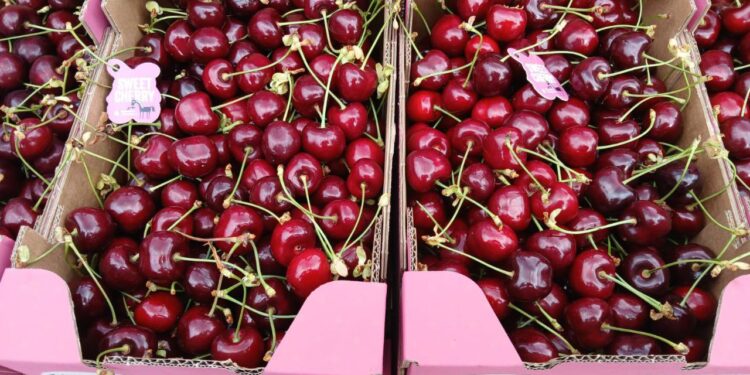 На Закарпатті планують висадити понад 600 гектарів садів за грантові кошти (ФОТО)