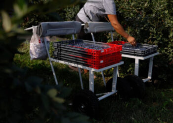 На Закарпатті стартує новий проєкт підтримки ягідного бізнесу
