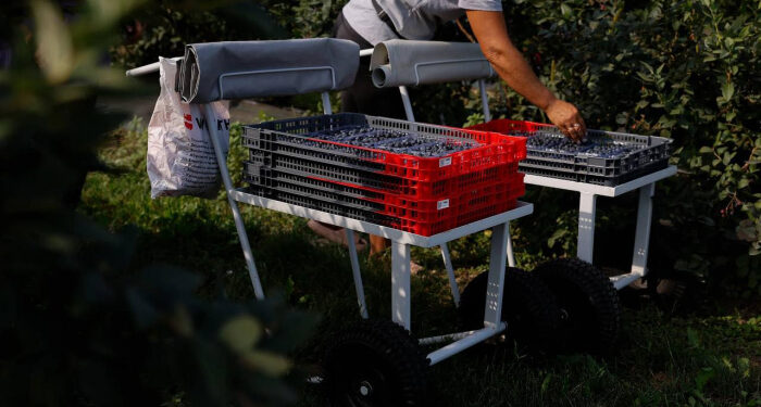 На Закарпатті стартує новий проєкт підтримки ягідного бізнесу