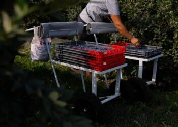 На Закарпатті запускають проєкт підтримки ягідного бізнесу «RE:BERRY»