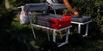 На Закарпатті запускають проєкт підтримки ягідного бізнесу «RE:BERRY»