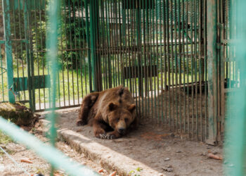 Нацпарк «Синевир» – домівка для понад 30 врятованих бурих ведмедів