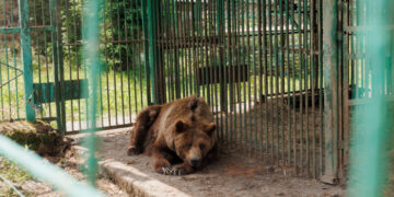 Нацпарк «Синевир» – домівка для понад 30 врятованих бурих ведмедів
