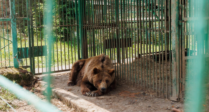 Нацпарк «Синевир» – домівка для понад 30 врятованих бурих ведмедів