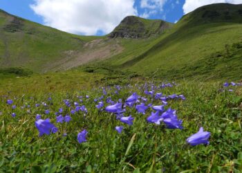 Науковці досліджують рідкісні рослини та воду на Свидовці (ФОТО)