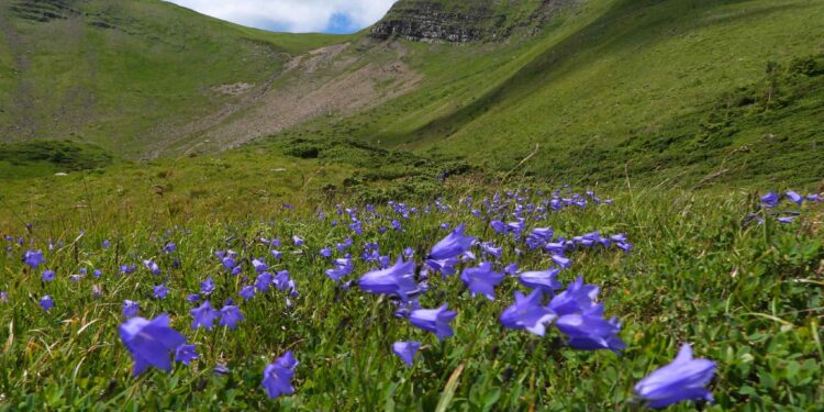 Науковці досліджують рідкісні рослини та воду на Свидовці (ФОТО)