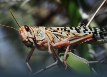 “Просто з’їсти?” Біолог оцінив цей спосіб боротьби із сараною