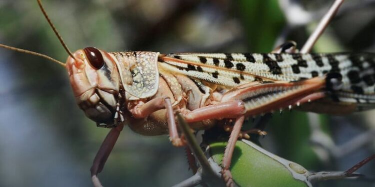 “Просто з’їсти?” Біолог оцінив цей спосіб боротьби із сараною