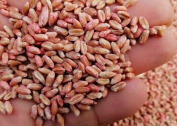 Протруювання насіння зернових: навіщо це роблять та чи є з цього користь