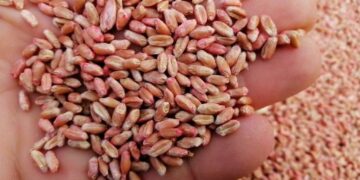 Протруювання насіння зернових: навіщо це роблять та чи є з цього користь