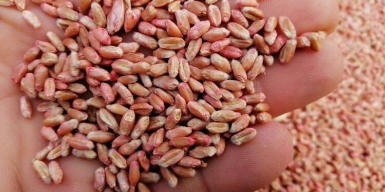 Протруювання насіння зернових: навіщо це роблять та чи є з цього користь