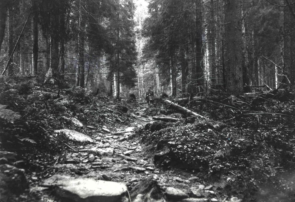 Стежка у пралісі, що веде на гірський хребет Свидовець, 1920 ті роки. Фото Їржі Крала. Sb?rka N?rodn?ho Muzea. Praha, ?esk? Republika