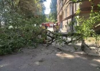 У центрі Ужгорода впало дерево (ФОТО)